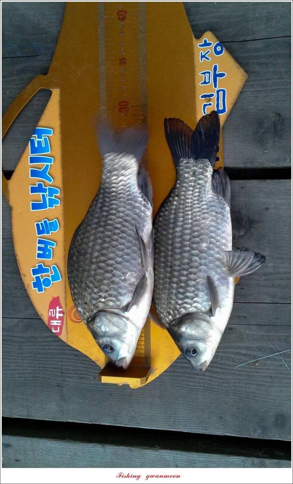 한버들실리곡매전지 조황 (조황조행기 - 특파원조황)