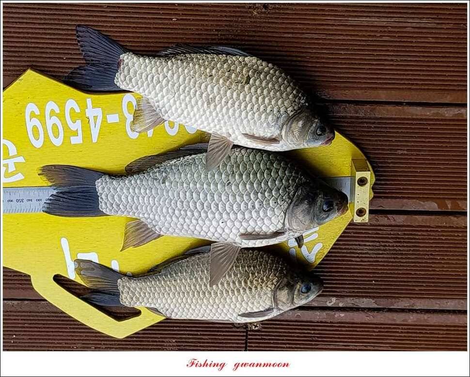 신매 415 cm실리곡 허리급 및 마릿수 월척 (조황조행기 - 특파원조황)