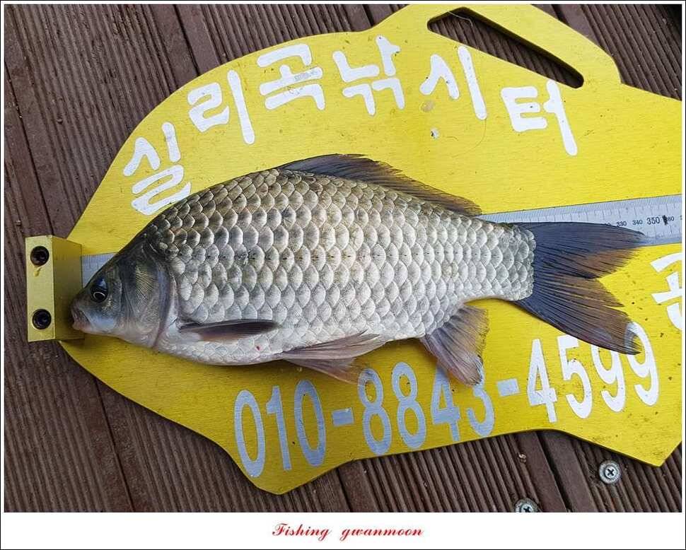병호 445 cm실리곡돌감한버들노지조황 (조황조행기 - 특파원조황)