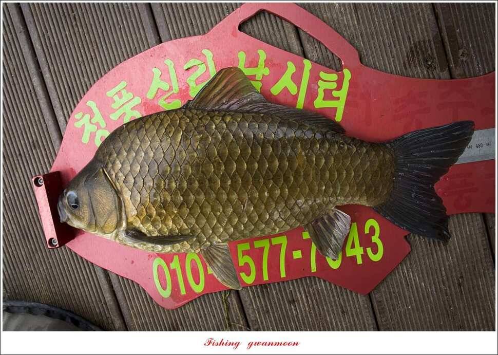 충주호 오름수위 대박 조황 (조황조행기 - 특파원조황)