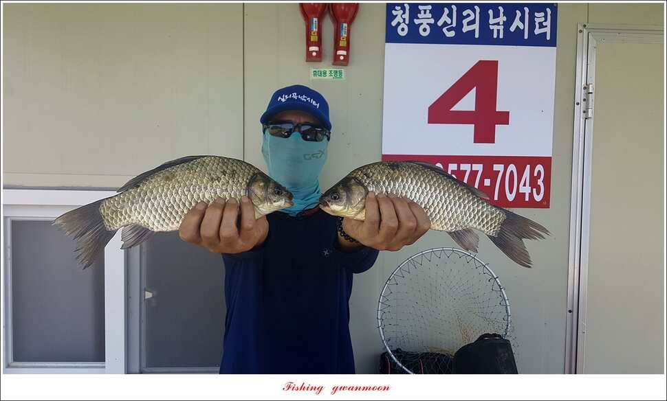 청풍 신리실리곡 월척 및 마릿수 조황 (조황조행기 - 특파원조황)