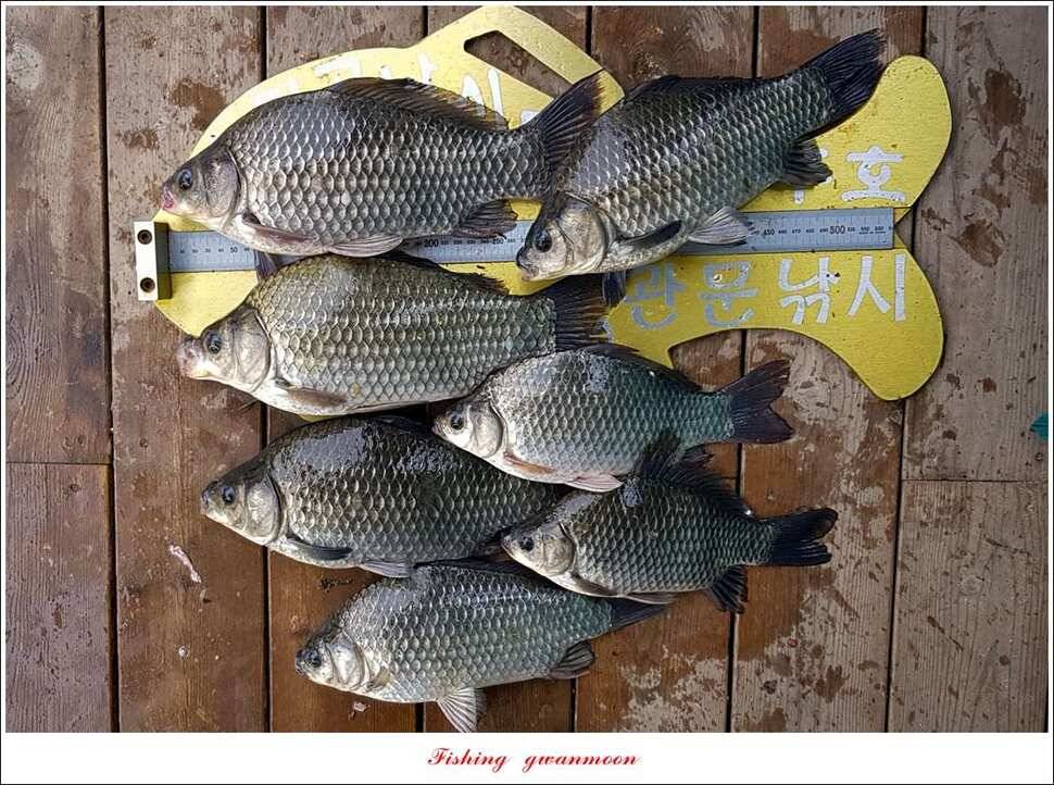 실리곡 허리급 월척 및 마릿수 조황 (조황조행기 - 특파원조황)