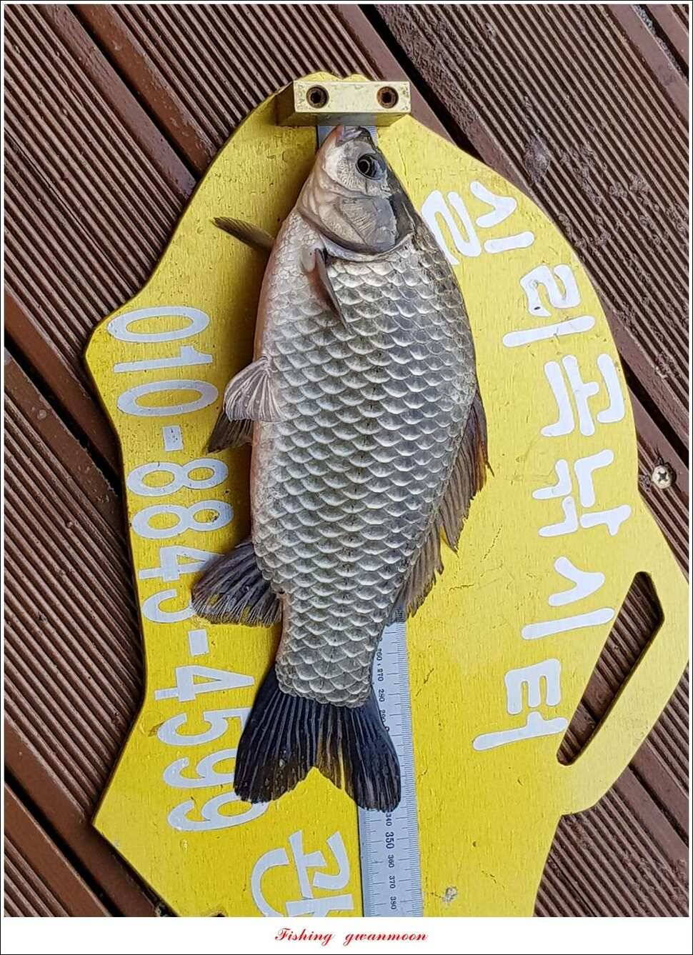 제일 47 cm 대물실리곡한버들 마릿수 월척 조황 (조황조행기 - 특파원조황)