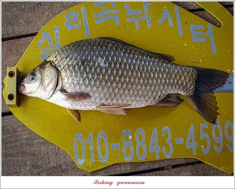 신매 허리급실리곡한버들 월척 및 마릿수 조황 (조황조행기 - 특파원조황)