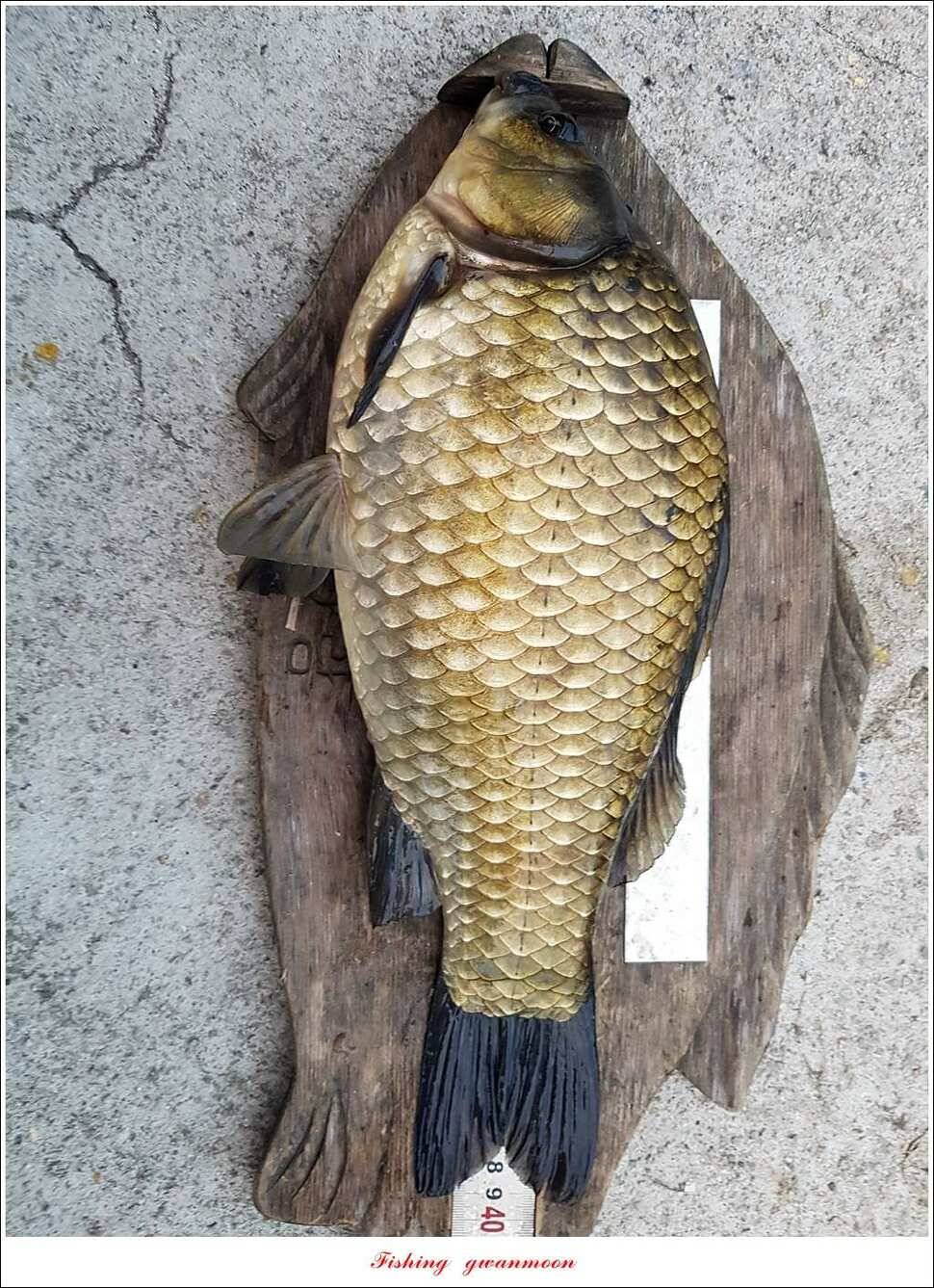 병호 38 cm35 cm화곡지 39 cm실리곡 조황 (조황조행기 - 특파원조황)