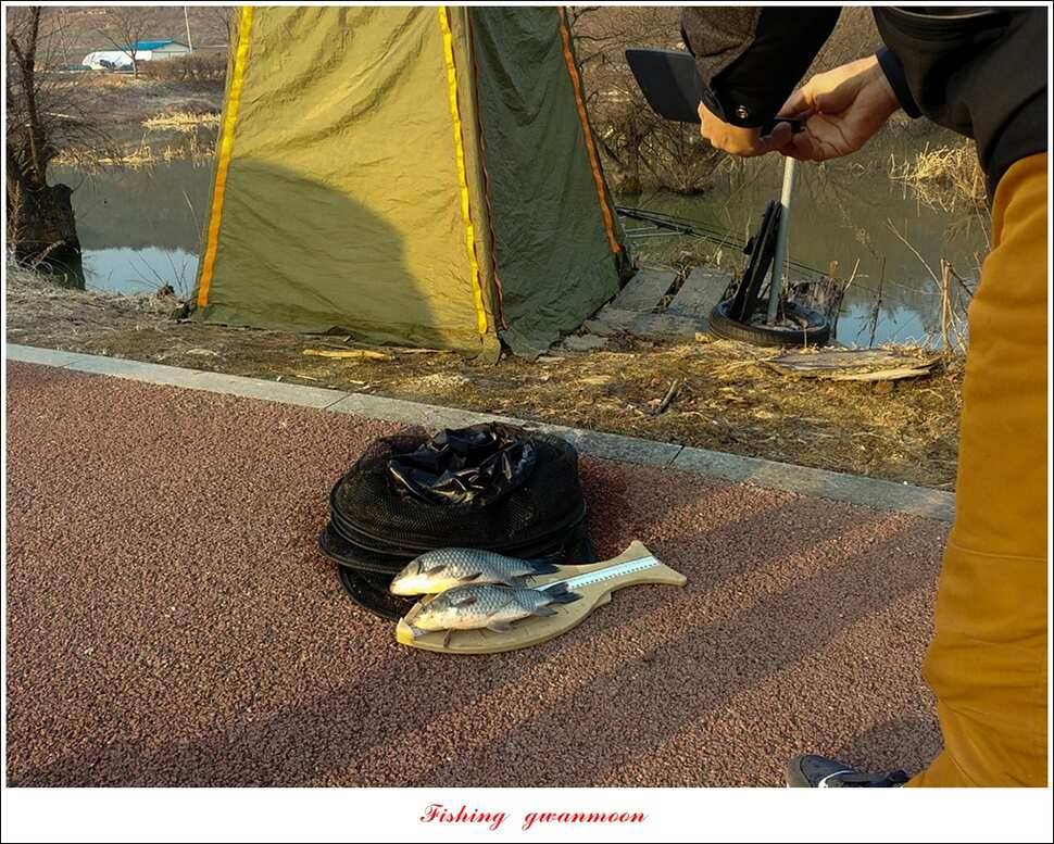 화곡지 사짜 및 마릿수 월척 칠성지 조황 (조황조행기 - 특파원조황)
