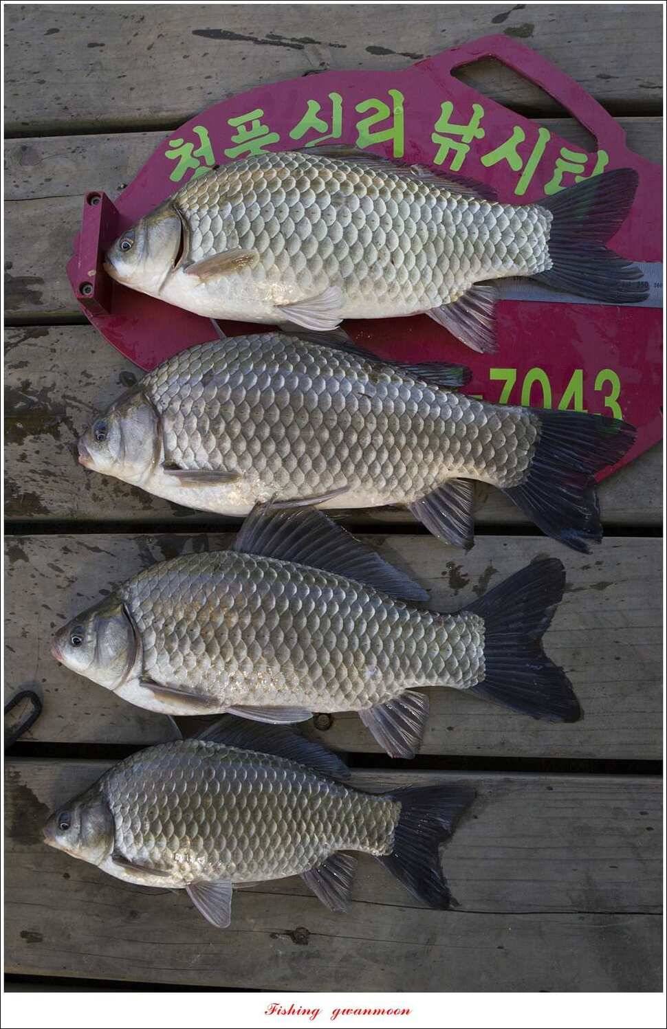 청풍 신리 44 cm 및 마릿수 월척 신매 월척 조황 (조황조행기 - 특파원조황)