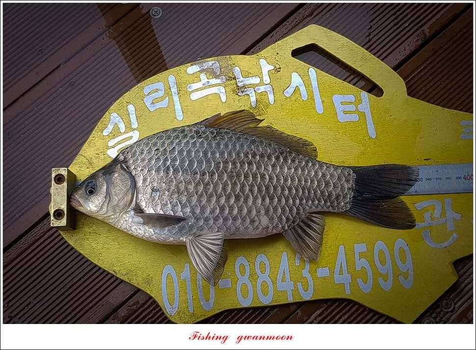 화곡지실리곡 월척매전지 사짜 조황 (조황조행기 - 특파원조황)