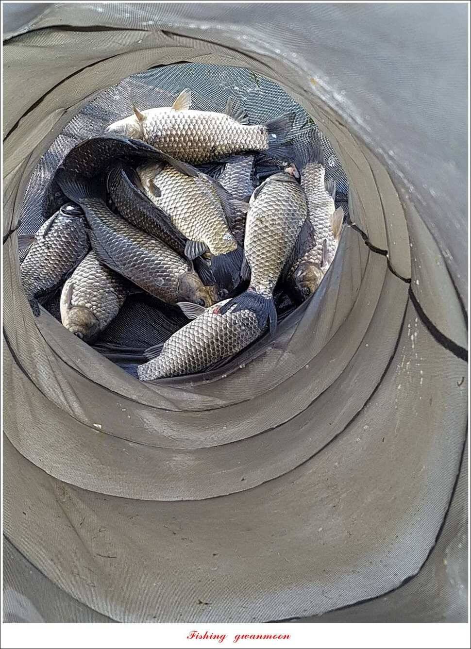실리곡 사짜화곡지 사짜한버들 38cm 조황 (조황조행기 - 특파원조황)