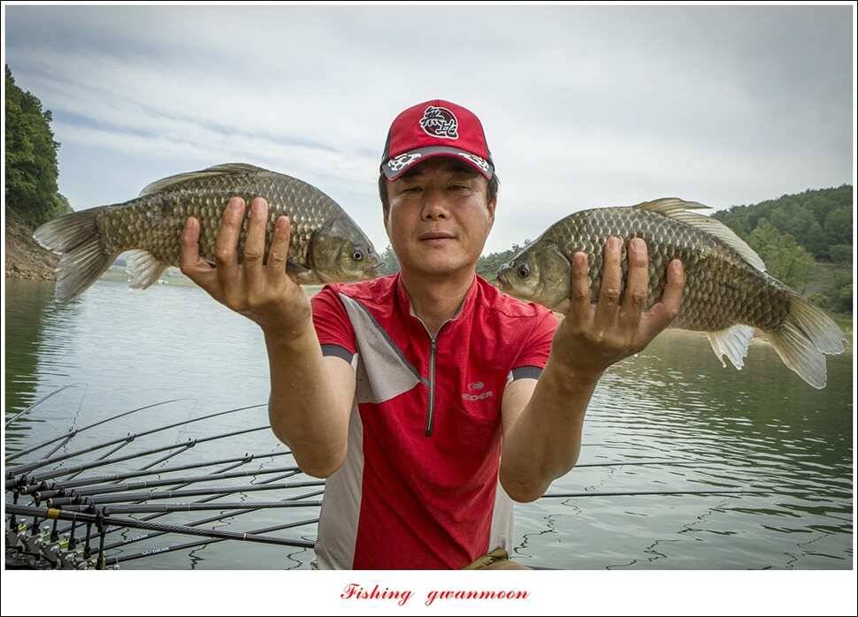 돌감 40 cm40 cm신리 42 cm 화곡지 사짜 조황 (조황조행기 - 특파원조황)