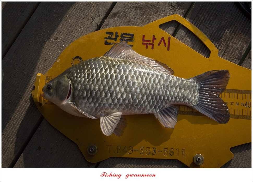제일 사짜한버들달천강두무소 월척 조황 (조황조행기 - 특파원조황)