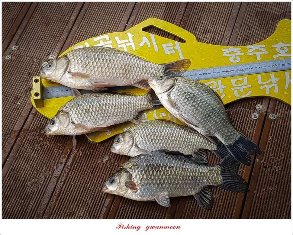 한버들 허리급실리곡 월척 및 마릿수 조황 (조황조행기 - 특파원조황)