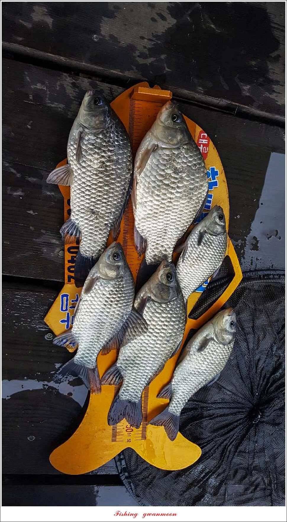 윤 낚시터 41 cm 늘푸른 16 kg 장어실리곡 37 cm한버들 월척 조황 (조황조행기 - 특파원조황)