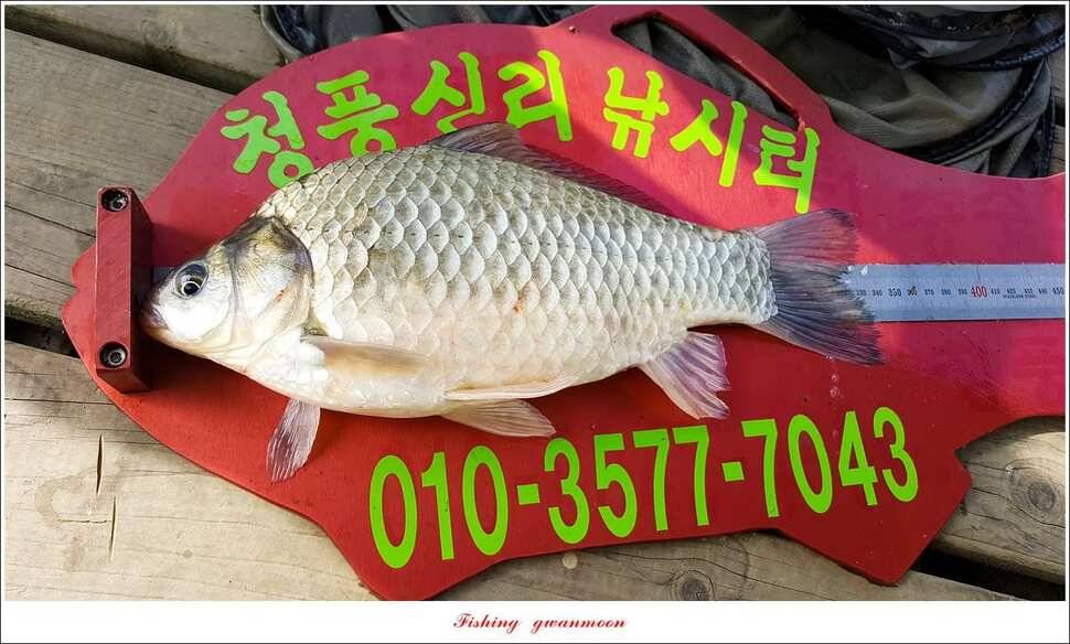 늘푸른 대물 장어한버들신리 월척 조황 (조황조행기 - 특파원조황)
