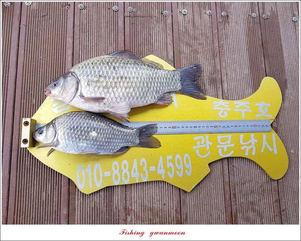 신매 혹부리 445 cm병호 41 cm실리곡한버들두무소 월척 조황 (조황조행기 - 특파원조황)