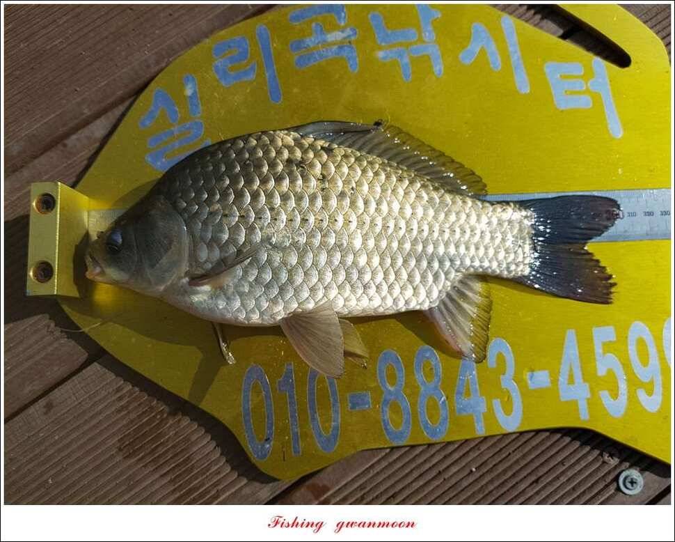 돌감 375 cm실리곡 월척 조황 (조황조행기 - 특파원조황)