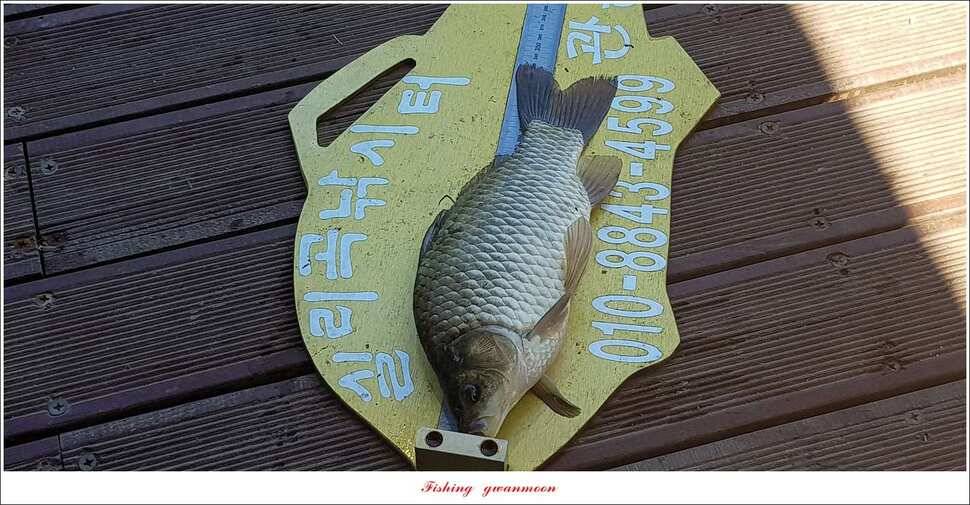 실리곡 월척 및 마릿수 조황 (조황조행기 - 특파원조황)