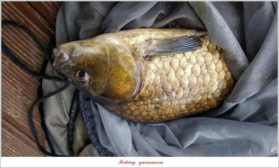신매 42 cm 외 충주호 조황 (조황조행기 - 특파원조황)
