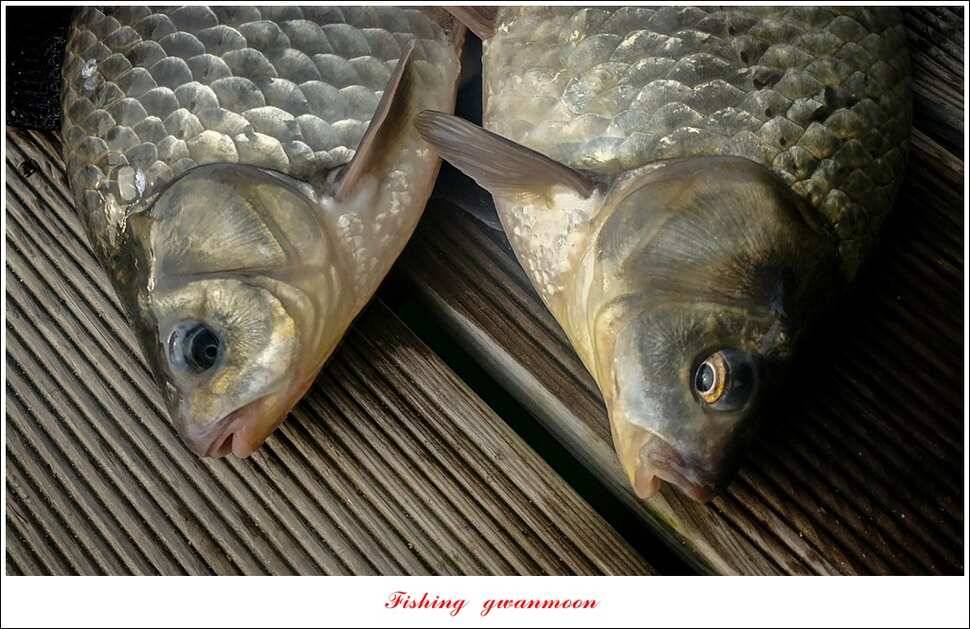 신매 허리급실리곡한버들 월척 및 마릿수 조황 (조황조행기 - 특파원조황)