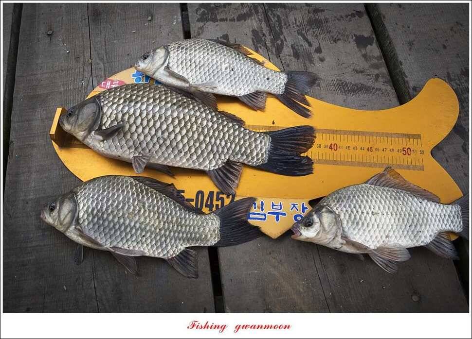 한버들실리곡매전지 조황 (조황조행기 - 특파원조황)