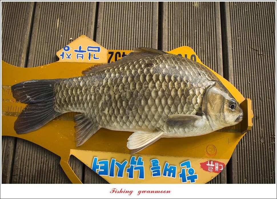 충주호 사짜 대박칠성지 사짜 (조황조행기 - 특파원조황)