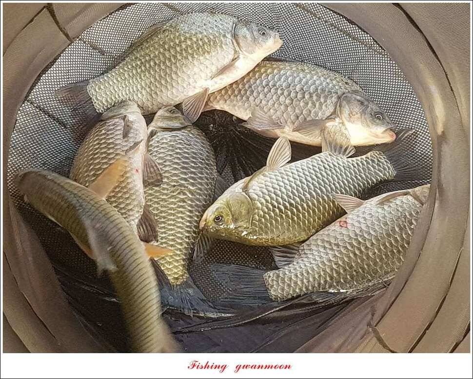 신매 415 cm실리곡 허리급 및 마릿수 월척 (조황조행기 - 특파원조황)