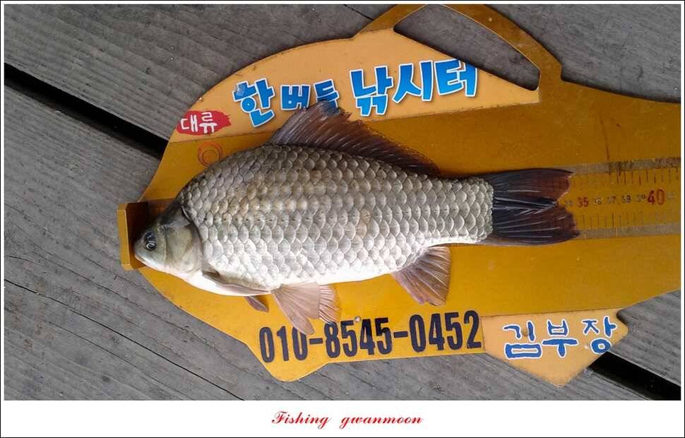 신매 42 cm 돌감 허리급한버들실리곡달천강 월척 조황 (조황조행기 - 특파원조황)