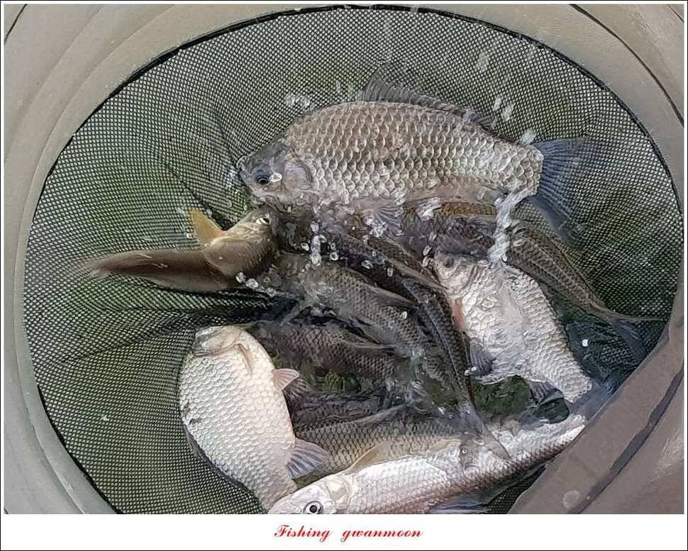 병호 대물 장어신매실리곡 월척 조황 (조황조행기 - 특파원조황)
