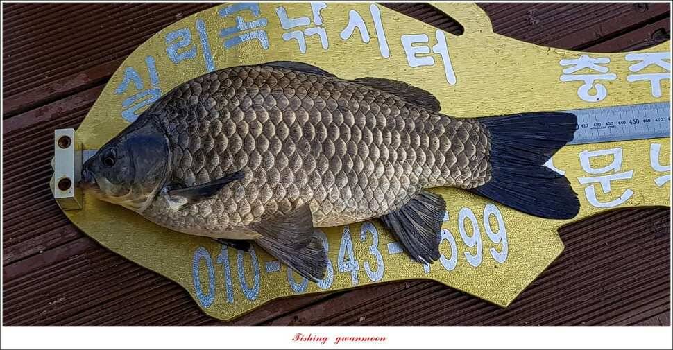 실리곡 405 cm종점 38 cm제일 37 cm대물 조황 (조황조행기 - 특파원조황)