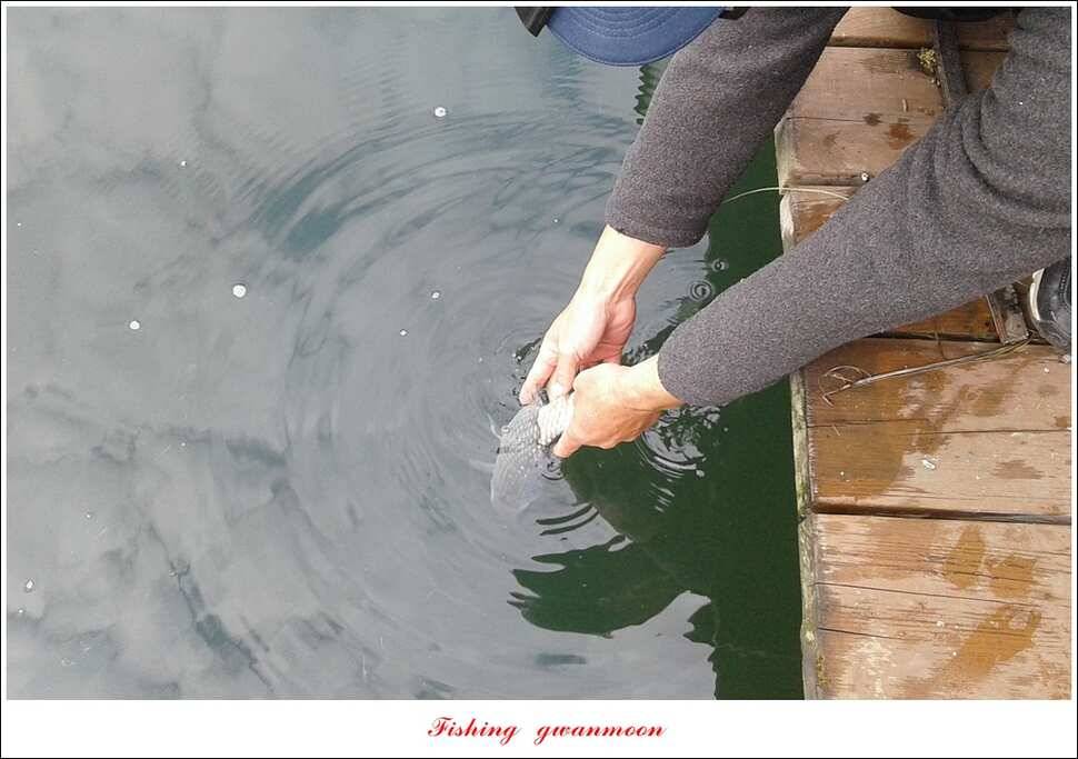 신매 42 cm 돌감 허리급한버들실리곡달천강 월척 조황 (조황조행기 - 특파원조황)