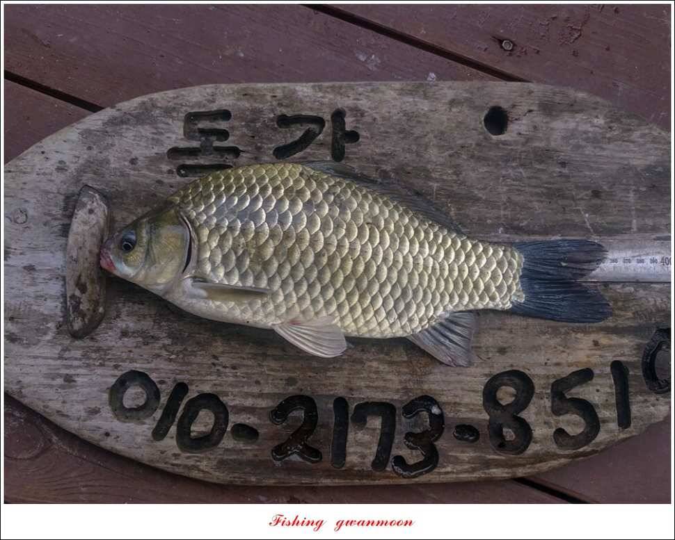 충주호 오름수위 대박 조황 (조황조행기 - 특파원조황)