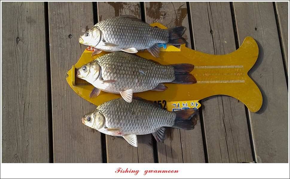 실리곡 사짜화곡지 사짜한버들 38cm 조황 (조황조행기 - 특파원조황)
