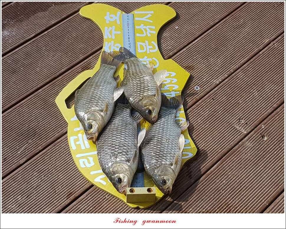 추평지 504 cm485 cm화곡지돌감실리곡 조황 (조황조행기 - 특파원조황)