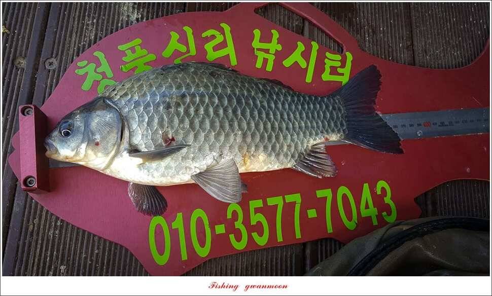 늘푸른 사짜 및 장어신리실리곡달천강 조황 (조황조행기 - 특파원조황)