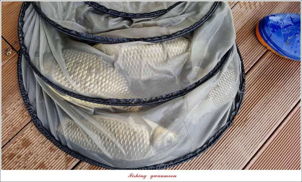 신매 42 cm 혹부리 대물돌감신리실리곡 월척 조황 (조황조행기 - 특파원조황)