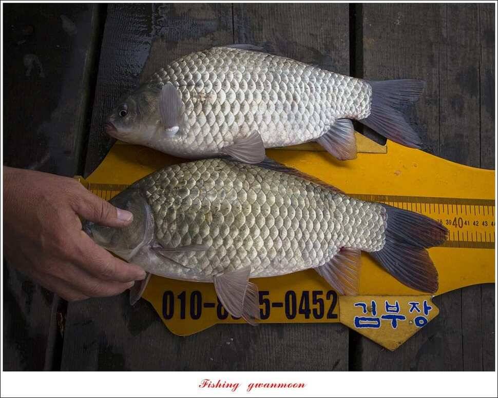 한버들 39 cm37cm실리곡 38 cm 조황 (조황조행기 - 특파원조황)