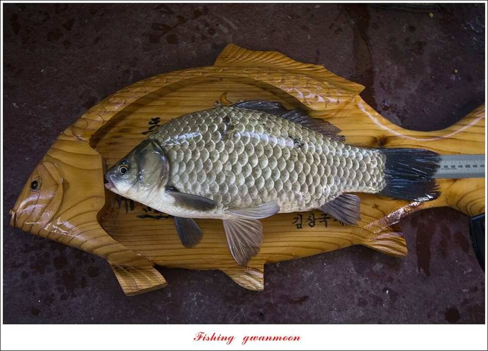 제일 44 cm418 cm신매 허리급 월척 (조황조행기 - 특파원조황)