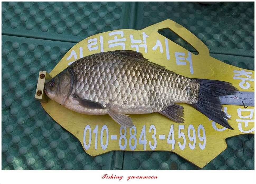 실리곡 사짜화곡지 사짜한버들 38cm 조황 (조황조행기 - 특파원조황)
