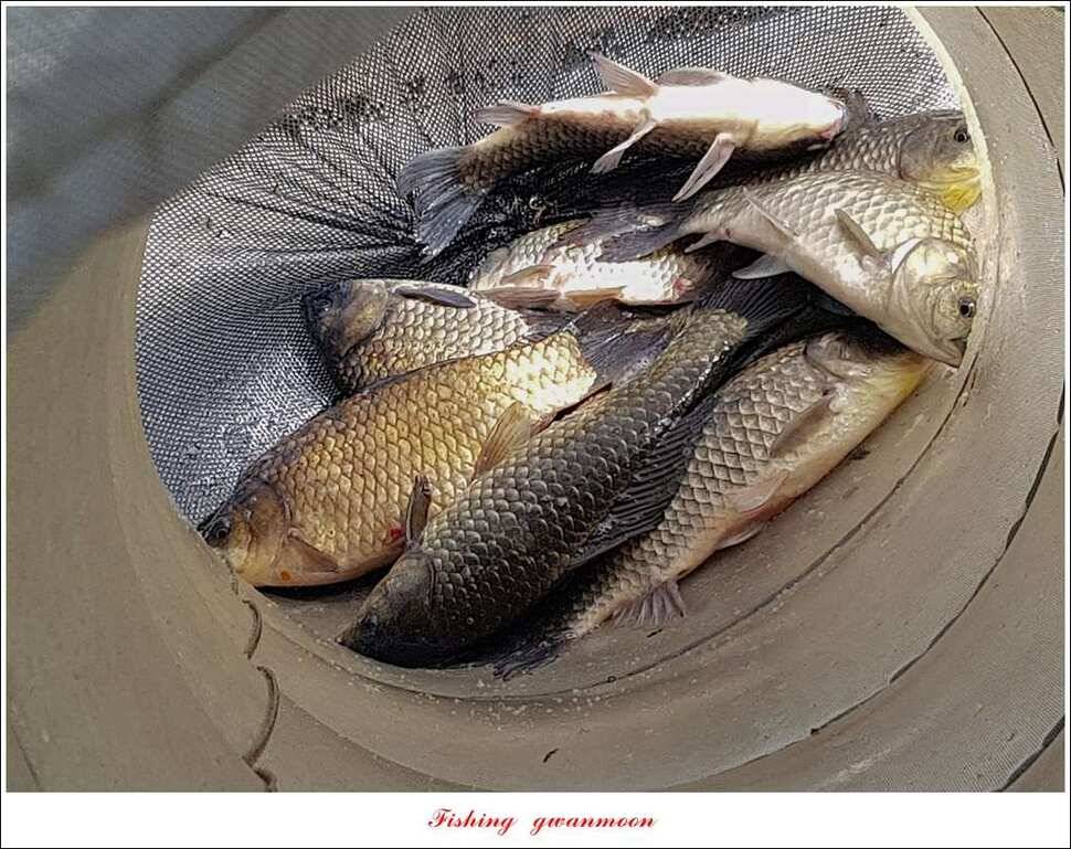 화곡지 사짜 및 마릿수 월척 (조황조행기 - 특파원조황)