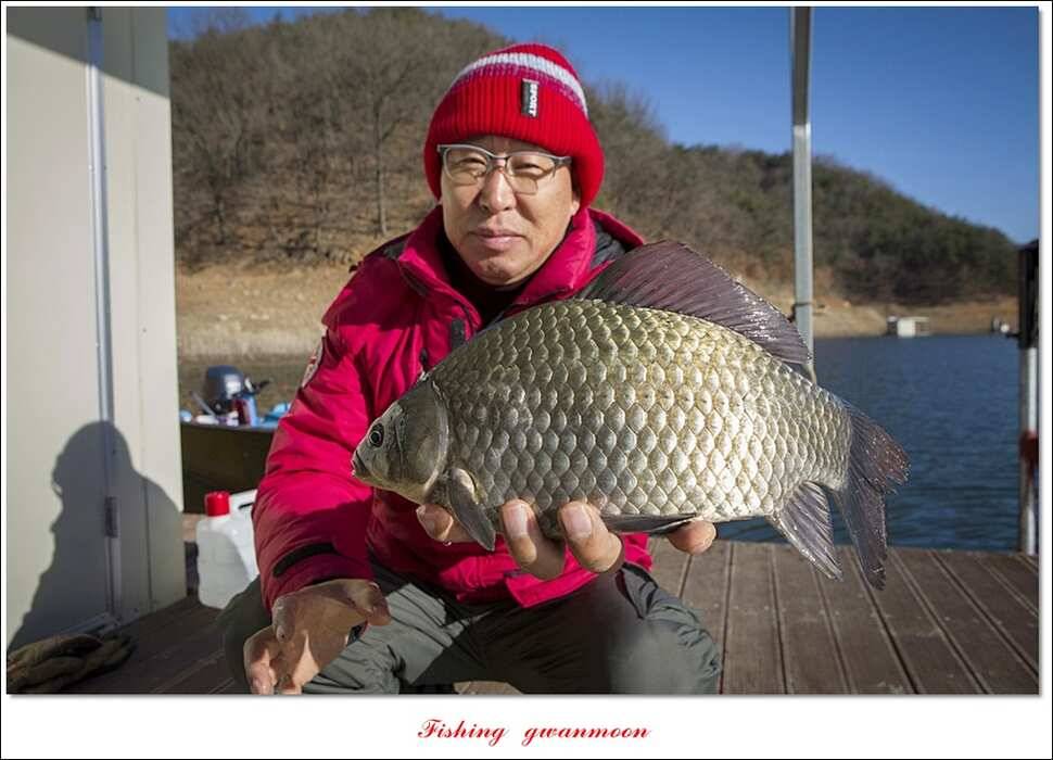 실리곡한버들 월척 및 대형 잉어 조황 (조황조행기 - 특파원조황)