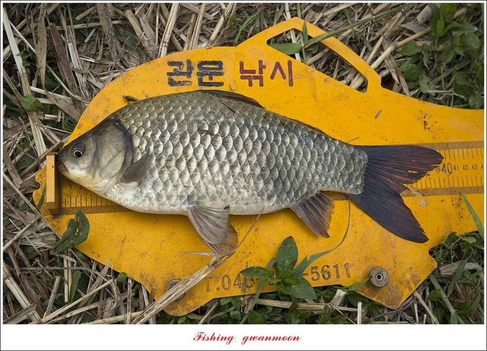 실리곡 사짜화곡지 사짜한버들 38cm 조황 (조황조행기 - 특파원조황)