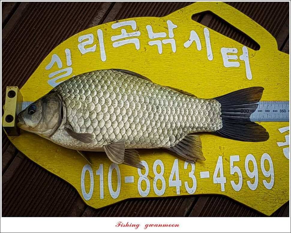 실리곡 낚시터 월척 및 마릿수 조황 (조황조행기 - 특파원조황)
