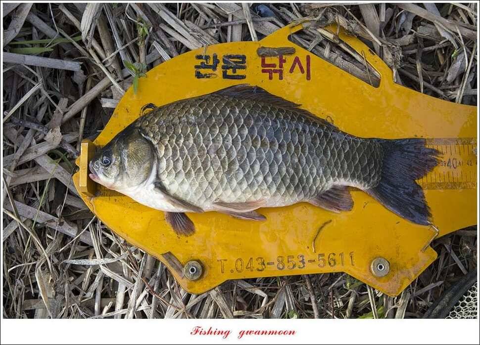 실리곡달천강매전지칠성지 (조황조행기 - 특파원조황)