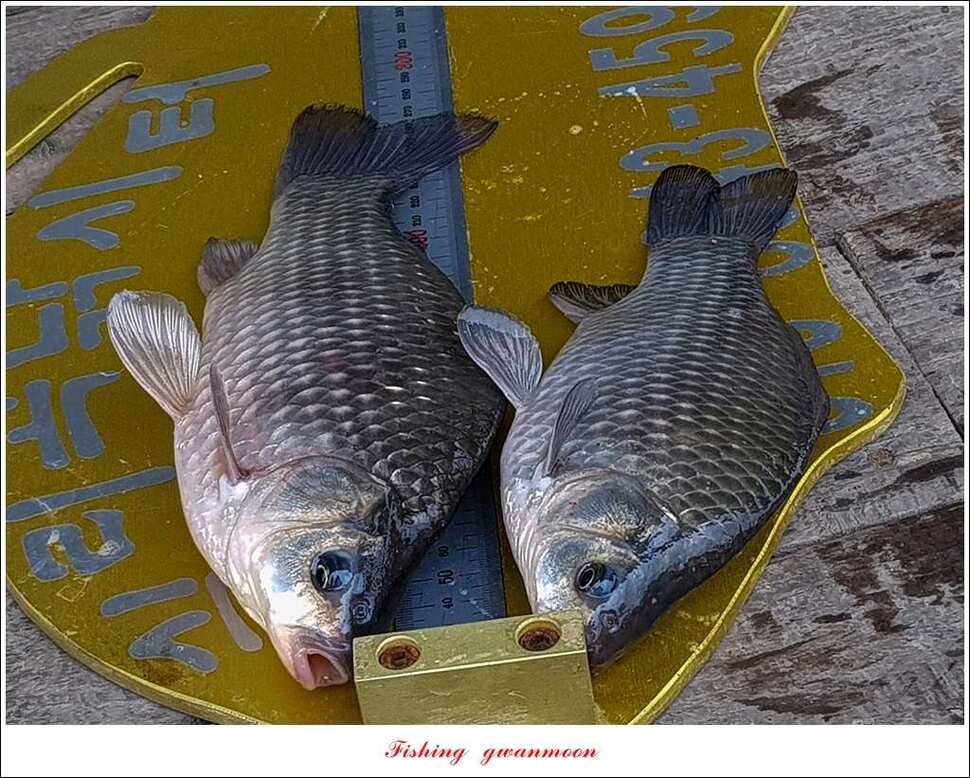 제일 47 cm 대물실리곡한버들 마릿수 월척 조황 (조황조행기 - 특파원조황)