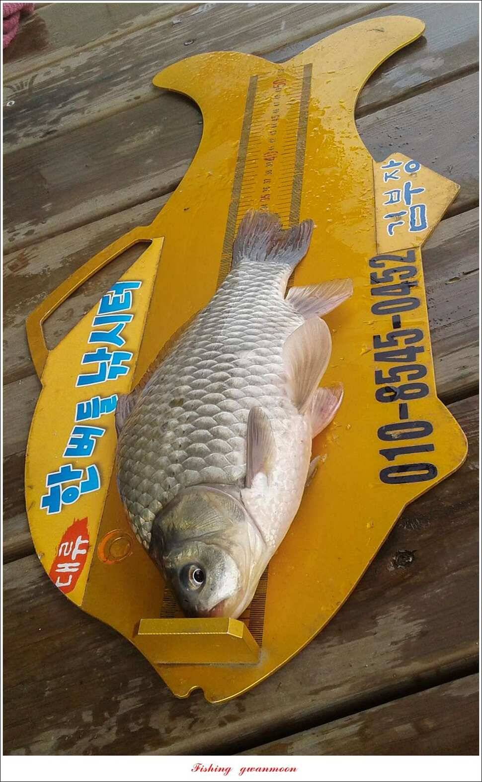 제일 47 cm 대물실리곡한버들 마릿수 월척 조황 (조황조행기 - 특파원조황)