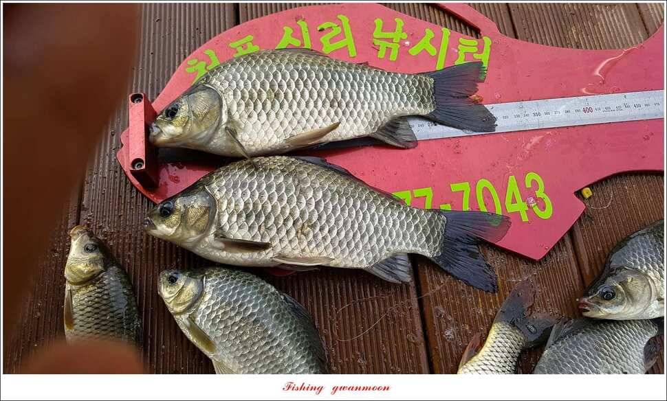 돌감서유석실리곡청풍 신리 조황 (조황조행기 - 특파원조황)