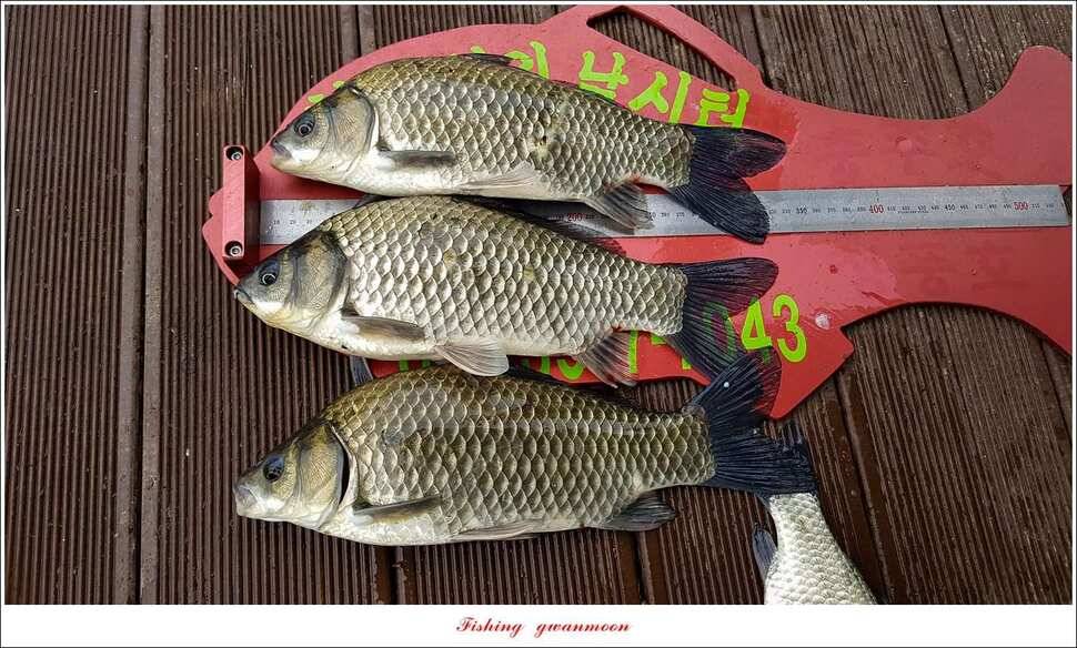 신매 42 cm 혹부리 대물돌감신리실리곡 월척 조황 (조황조행기 - 특파원조황)