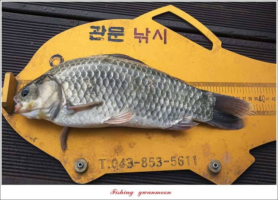 병호 44 cm38 cm솔 37 cm 외 마릿수 월척 조황 (조황조행기 - 특파원조황)