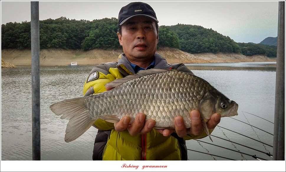 늘푸른한버들화곡지 조황 (조황조행기 - 특파원조황)