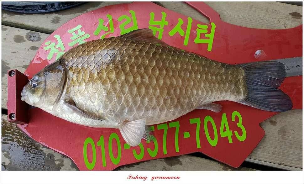 청풍 신리 43 cm돌감한버들실리곡 월척 조황 (조황조행기 - 특파원조황)